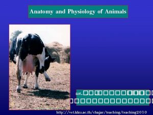 Anatomy and Physiology of Animals http vet kku