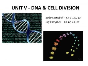 UNIT V DNA CELL DIVISION Baby Campbell Ch