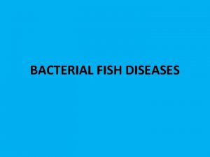 BACTERIAL FISH DISEASES Bakteri Pathogen Anerob Aerob 1