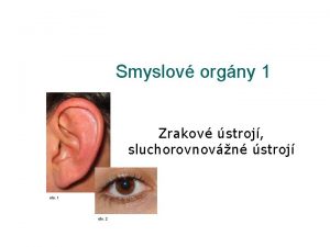 Smyslov orgny 1 Zrakov stroj sluchorovnovn stroj obr