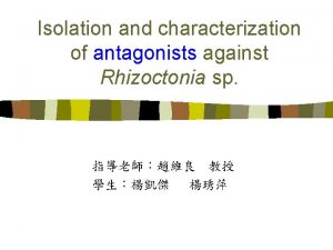 Isolation and characterization of antagonists against Rhizoctonia sp