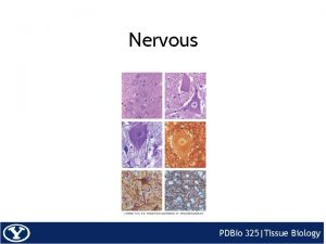 Nervous Neuron Functional unit of the nervous system