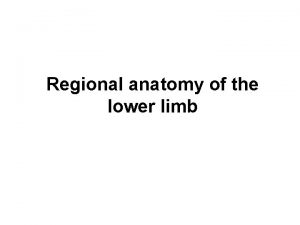 Regional anatomy of the lower limb Regio glutea