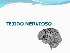 TEJIDO NERVIOSO TEJIDO NERVIOSO Recibe procesa y almacena