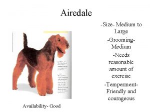 Airedale Size Medium to Large Grooming Medium Needs