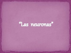 Las neuronas En las neuronas se pueden distinguir