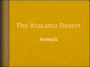 The Atacama Desert Animals Animal Adaptations Behavior Stay