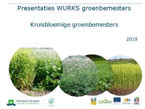 Presentaties WURKS groenbemesters Kruisbloemige groenbemesters 2019 Bladrammenas Raphanus