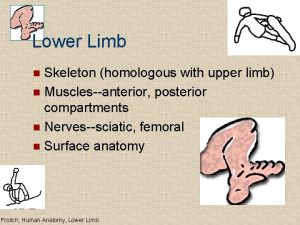 Lower Limb Skeleton homologous with upper limb n