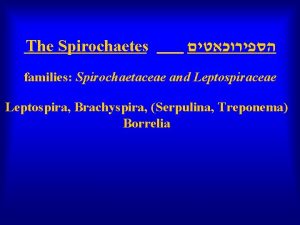 The Spirochaetes families Spirochaetaceae and Leptospiraceae Leptospira Brachyspira