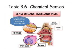 Topic 3 6 Chemical Senses Taste Gustation We