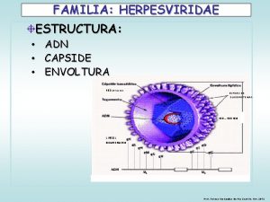 FAMILIA HERPESVIRIDAE ESTRUCTURA ADN CAPSIDE ENVOLTURA 162 CAPSOMER