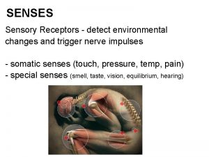 SENSES Sensory Receptors detect environmental changes and trigger