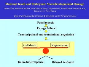 Maternal Insult and Embryonic Neurodevelopmental Damage Hava Golan