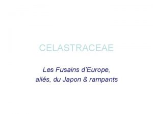 CELASTRACEAE Les Fusains dEurope ails du Japon rampants