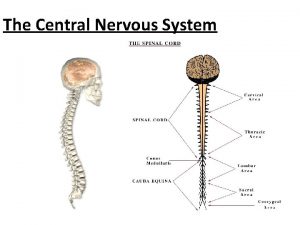 The Central Nervous System Components Brain and spinal