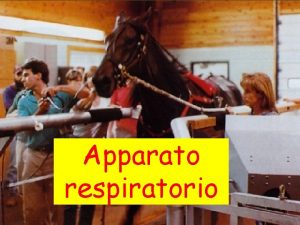 Apparato respiratorio Rinotomia Anatomia cavit nasali dalle narici