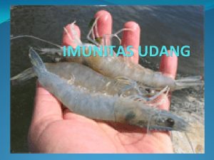 IMUNITAS UDANG Imunitas merupakan daya tahan terhadap reinfeksi