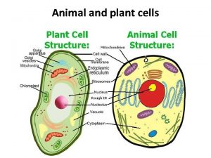 Animal and plant cells Animal and plant cells