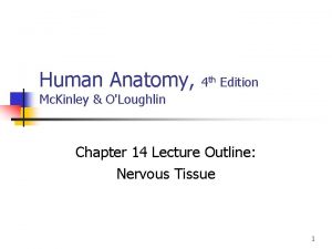 Human Anatomy 4 th Edition Mc Kinley OLoughlin