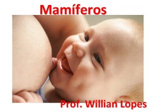 Mamferos Prof Willian Lopes Surgiram entre 245 e