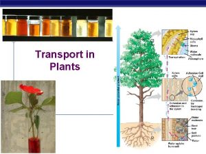 Transport in Plants AP Biology 2006 2007 Transport