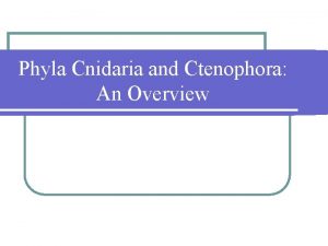 Phyla Cnidaria and Ctenophora An Overview Cnidaria l