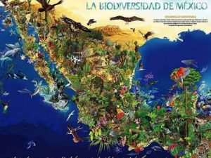 1 BIODIVERSIDAD EN MXICO CONSERVACIN Y RETOS A