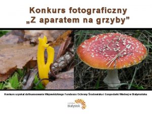 Konkurs fotograficzny Z aparatem na grzyby Organizator Urzd