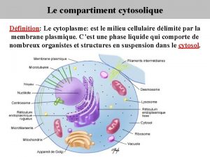 Le compartiment cytosolique Dfinition Le cytoplasme est le