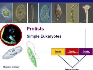 Protists Simple Eukaryotes Domain Bacteria Regents Biology Domain