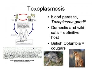 Toxoplasmosis blood parasite Toxoplasma gondii Domestic and wild