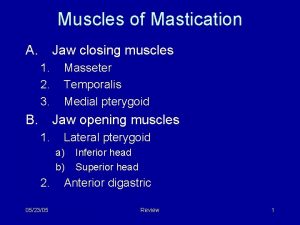 Muscles of Mastication A Jaw closing muscles 1