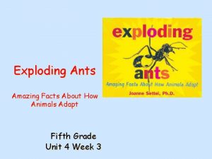 Exploding Ants Amazing Facts About How Animals Adapt