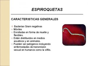 ESPIROQUETAS CARACTERISTICAS GENERALES v Bacterias Gram negativas v