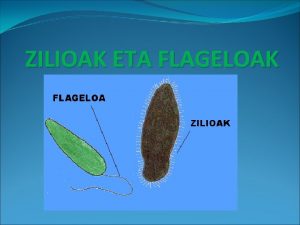 Flageloa