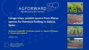 Forage trees protein source from Morus species for