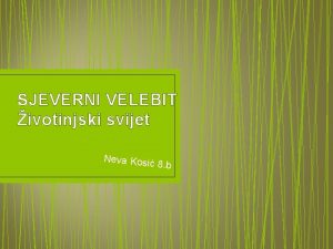 SJEVERNI VELEBIT ivotinjski svijet Neva Kosi 8 b