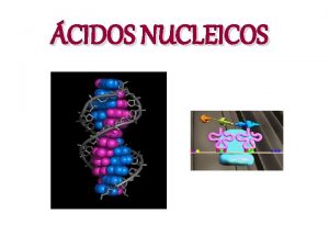 CIDOS NUCLEICOS LOS CIDOS NUCLEICOS Los cidos nucleicos
