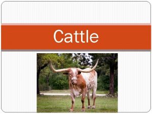 Cattle Cattle Math You are a rancher in