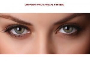 ORGANUM VISUS VISUAL SYSTEM ORGANUM VISUS VISUAL SYSTEM