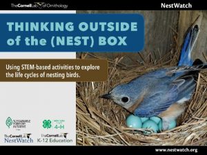 Why nest boxes From a birds perspective Nest