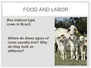 FOOD AND LABOR Bos indicus type cows in