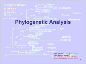 Phylogenetic Analysis Shin Jyhwei hippomail ncku edu tw