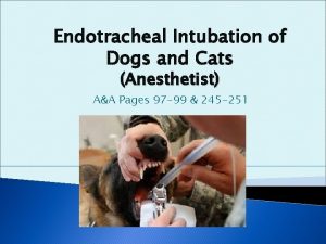 Endotracheal Intubation of Dogs and Cats Anesthetist AA