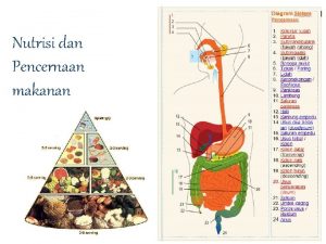 Nutrisi dan Pencernaan makanan Oleh M Rizky Afdol