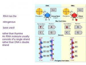 RNA has the nitrogenous base uracil rather than