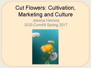 Cut Flowers Cultivation Marketing and Culture Jessica Herrera