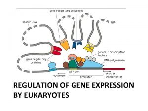 REGULATION OF GENE EXPRESSION BY EUKARYOTES Gene expression