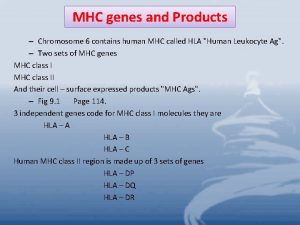 MHC genes and Products Chromosome 6 contains human